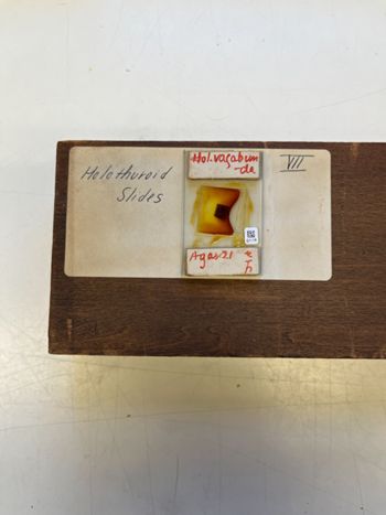 Media type: image;   Invertebrate Zoology 172216 Description: Photograph of microscope slide and handwritten label.;  Aspect: slide